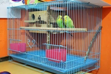 6 Langkah Praktis Ternak Lovebird di Rumah - Pinhome