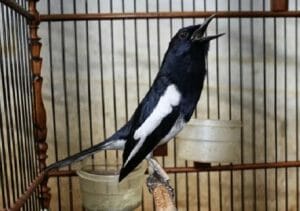 Cara Merawat Kacer Mabung Sampai Selesai Mabung