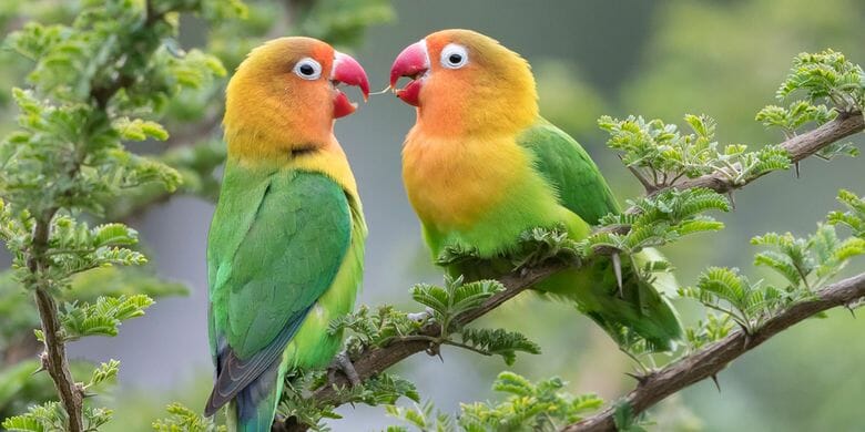 Lovebird Pasangan Dipisah Cara Merawat Lovebird Jantan Agar Ngekek Panjang - Pinhome