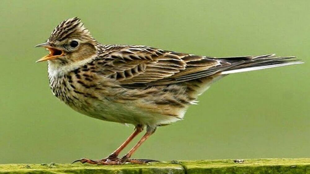 Jenis Branjangan Paling Mahal Daftar Harga Burung Branjangan Terbaru Lengkap | Jenis Burung