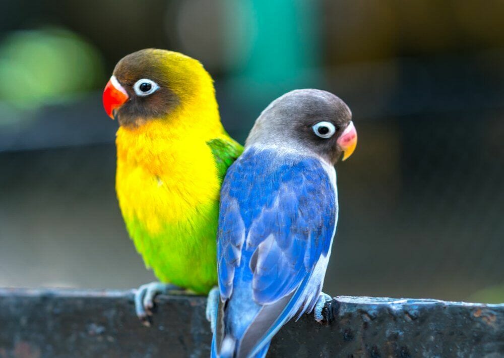 Cara Meningkatkan Durasi Ngekek Lovebird Dengan Cepat - Pinhome