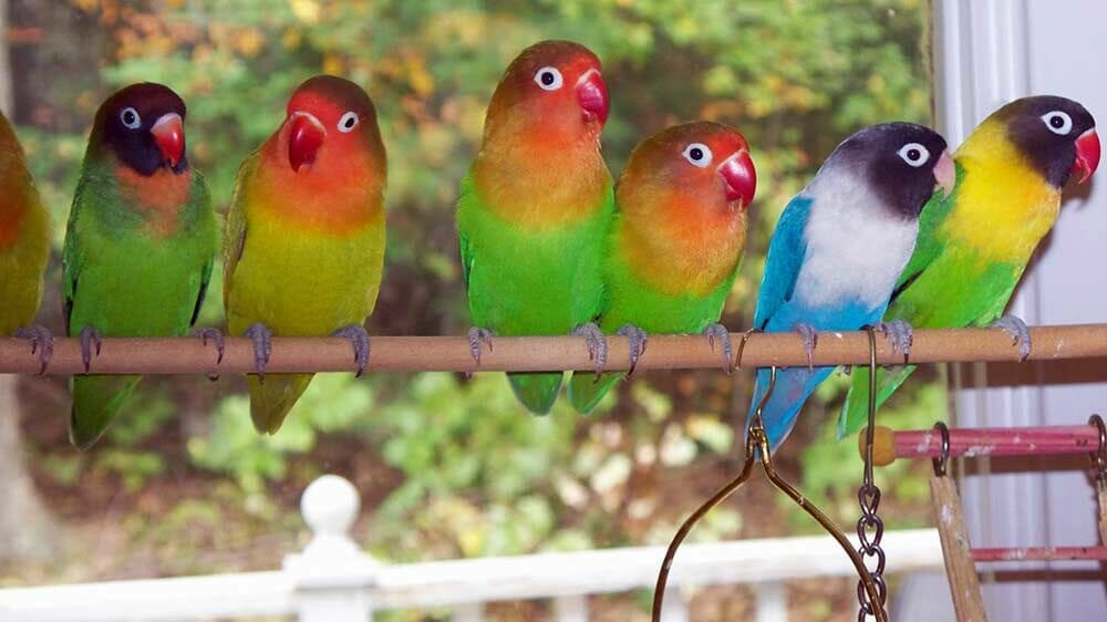 Rahasia Lovebird Mabung Cepat Selesai - Pinhome