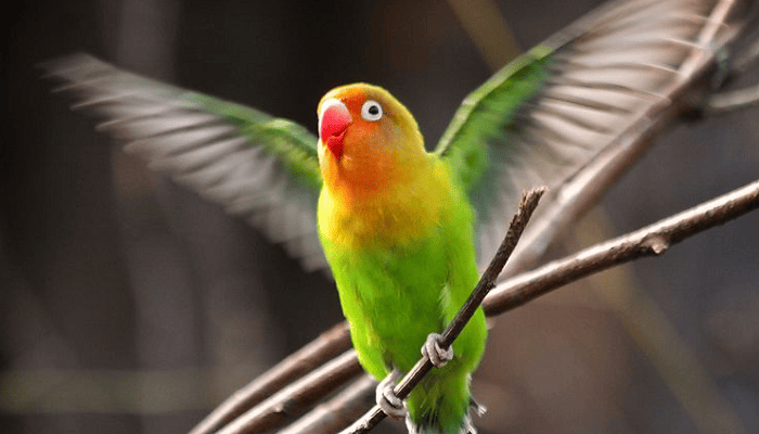 Cara Merawat Lovebird Jantan Single Fighter Agar Stabil - Pinhome