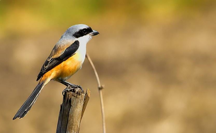 Harga Burung Pentet Cendet Cokelat, Brown Shrike (Lanius cristatus) - Pinhome
