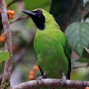 Cara Membedakan Jenis Kelamin Burung Cucak Ijo