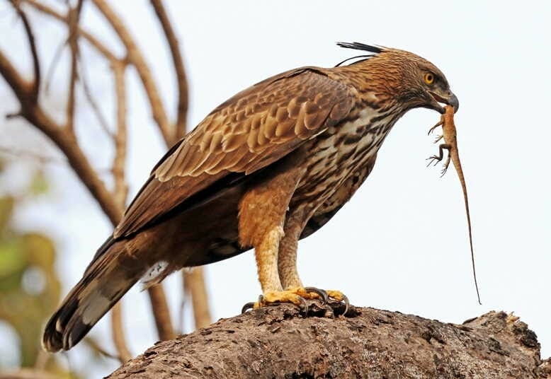 Alap-alap Jambul, Crested Goshawk (Accipiter Trivirgatus) - Pinhome