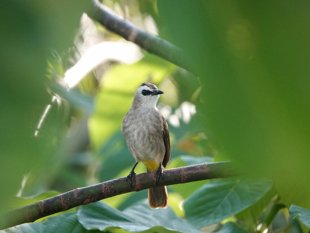 Perawatan dan Terapi Burung Trucukan Biar Cepat Gacor - Pinhome