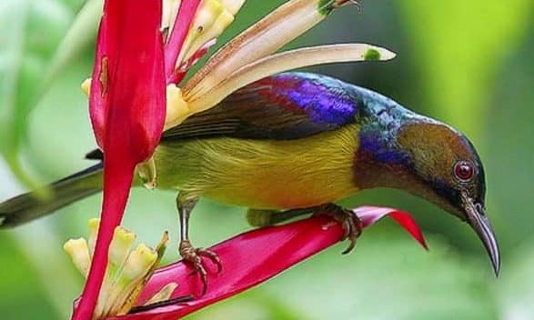 Racikan Pakan Kolibri Agar Cepat Gacor dan Rajin Bunyi - Pinhome