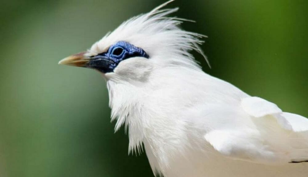 Asal Usul Jalak Bali Jalak Bali, Bali Myna (Leucopsar Rothschildi) - Pinhome