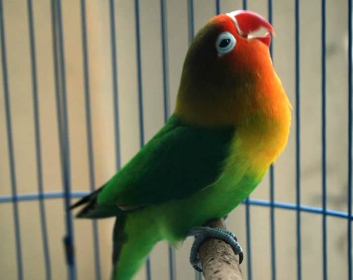 Ciri-Ciri Lovebird Konslet dengan Mental Bagus - Pinhome