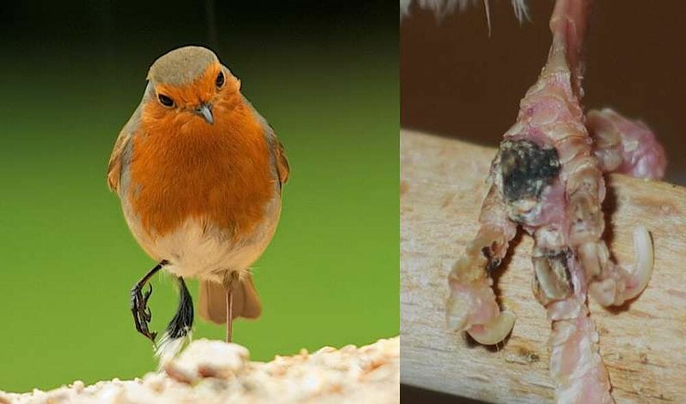 Cara Mengobat Kaki Burung yang Patah, Cepat dan Aman! - Pinhome
