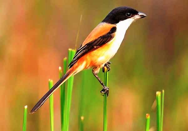Cendet Madura Gondrong Kepala Hitam Long-tailed shrike | Jenis Burung