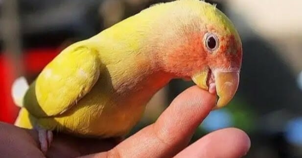 Lovebird Galak Pada Pasangannya ? Berikut Penyebab Dan Cara Mengatasinya Cara Mengatasi Lovebird Giras dan Takut Orang - Pinhome