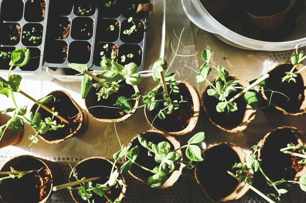 make a vertical garden